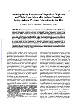 Autoregulatory Responses of Superficial Nephrons and Their