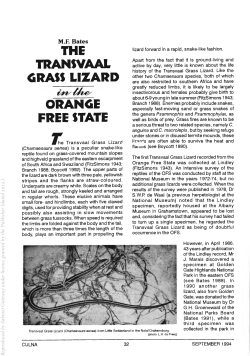 the transvaal grass lizard oran6e free state t