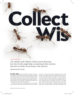 Collective Wisdom of Ants