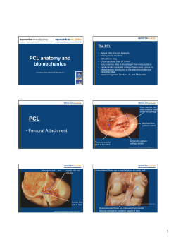 Fink AnatomyPCLValdiserefinal