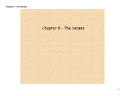 Chapter 8 - The Senses