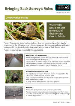 Bringing Back Surrey`s Voles