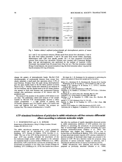 ATP-stimulated breakdown of polylysine in rabbit reticulocyte cell
