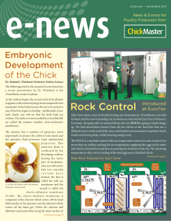 e-news - ChickMaster
