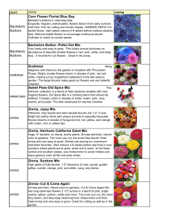 plant Bachelors Buttons Corn Flower Florist Blue Boy Bachelors