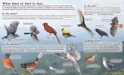 birds of the Blue Ridge - The Orchard at Altapass
