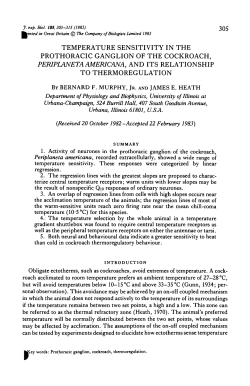 temperature sensitivity in the prothoracic ganglion of the cockroach