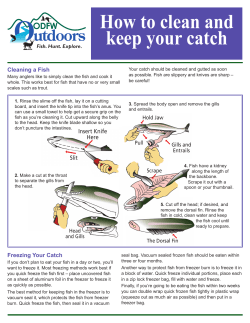 How to clean and keep your catch