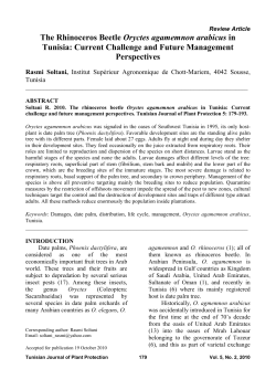 The Rhinoceros Beetle Oryctes agamemnon arabicus in