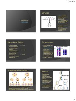 Gametes Haploid and Diploid Chromosomes Independent