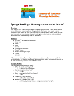 Sponge Seedlings - Science of Everyday Life