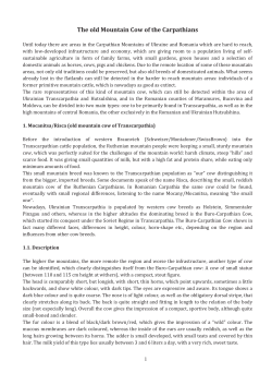 Carpathian dwarf cattle