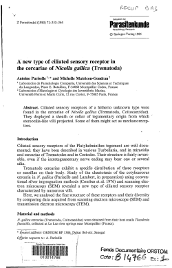 A new type of ciliated sensory receptor in the cercariae of Nicolla