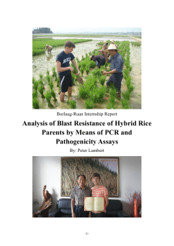 Rice Blast - The World Food Prize