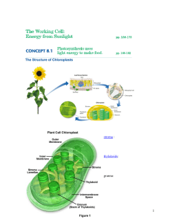 Ch. 8 Photosynthesis