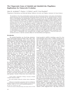The Chaperonin Genes of Jakobid and Jakobid