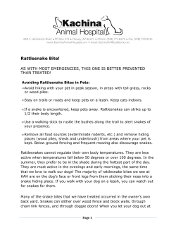 Rattlesnake Bite! - Kachina Animal Hospital