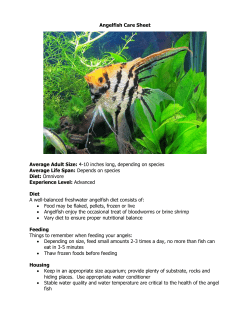 Angelfish Care Sheet Average Adult Size: 4