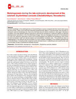 Skeletogenesis during the late embryonic