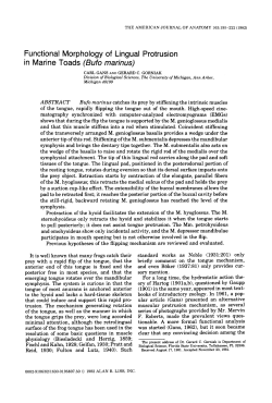 Functional Morphology of Lingual Protrusion in Marine Toads (Bufo