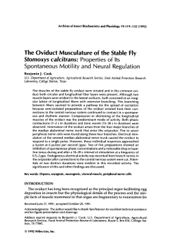 The oviduct musculature of the stable fly