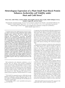 Heterologous Expression of a Plant Small Heat