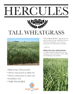 tall wheatgrass - Great Basin Seeds