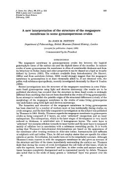 A new interpretation of the structure of the megaspore membrane in