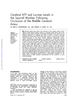 Cerebral ATP and Lactate Levels in the Squirrel Monkey