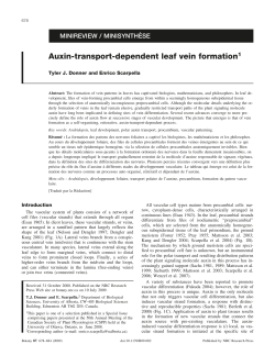 Auxin-transport-dependent leaf vein formation1