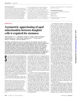 Asymmetric apportioning of aged mitochondria between daughter