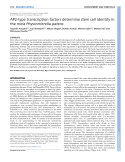 AP2-type transcription factors determine stem cell