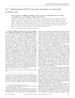 Ca2 signals promote GLUT4 exocytosis and reduce its endocytosis