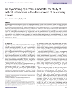 Embryonic frog epidermis: a model for the study of cell