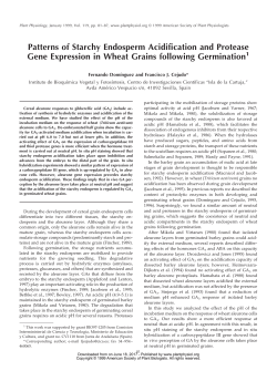 Patterns of Starchy Endosperm Acidification and