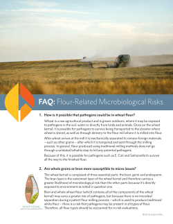FAQ: Flour-Related Microbiological Risks