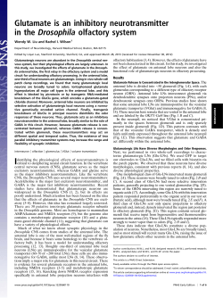 Glutamate is an inhibitory neurotransmitter in the Drosophila