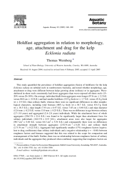 Holdfast aggregation in relation to morphology, age