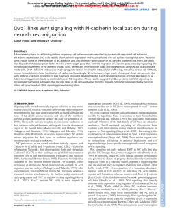 Ovo1 links Wnt signaling with N-cadherin localization