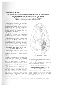 The flame cell pattern of the Metacercariae of Heterophyes