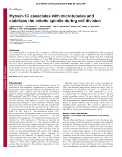 Myosin-1C associates with microtubules and stabilizes the mitotic