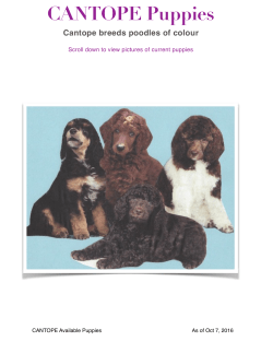 Available Pups.pages - Cantope Standard Poodles