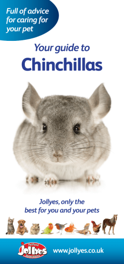 Chinchillas