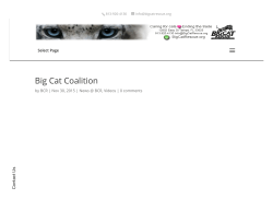 2016 Big Cat Wins!