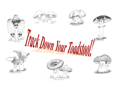 Track Down Your Toadstool
