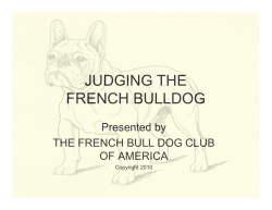 judging the french bulldog