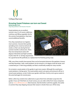 Growing Sweet Potatoes can turn out Sweet