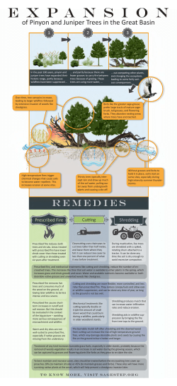 Infographic