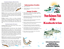 Non-Salmon Fish of the