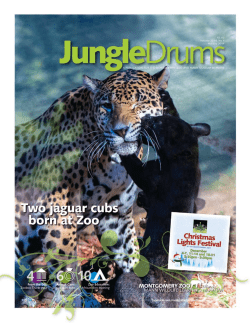 Animal Care: Jaguar cubs born From the DD: Zooboo Thank yous